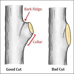 Diagram showing example of good pruning vs. bad pruning on a tree branch