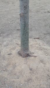 Heavy compaction at base of tree