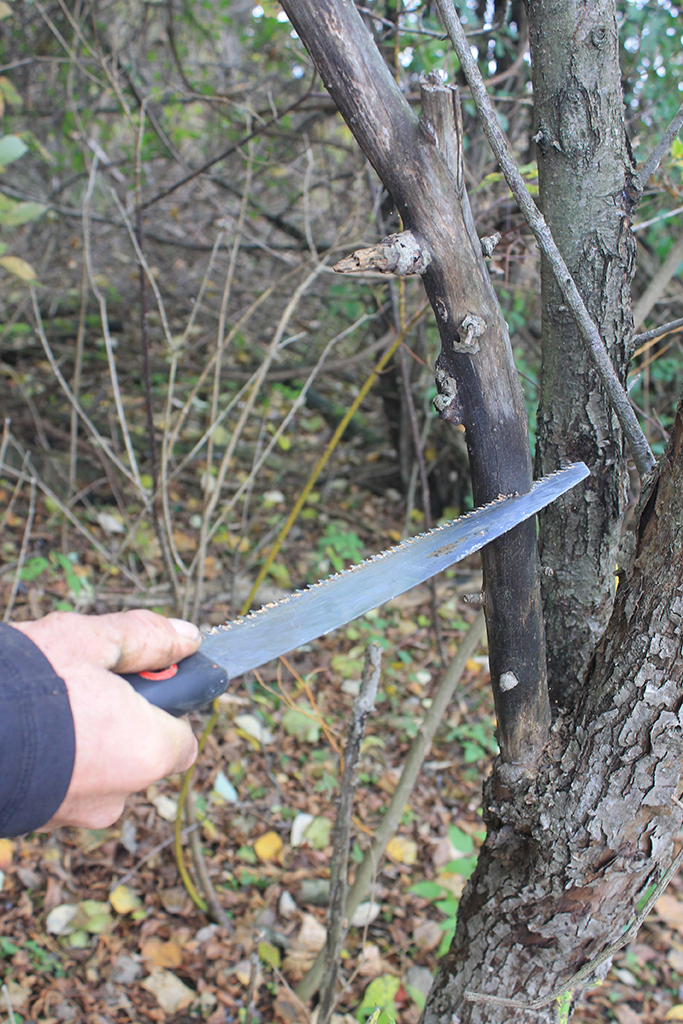Tree Pruning with Saw