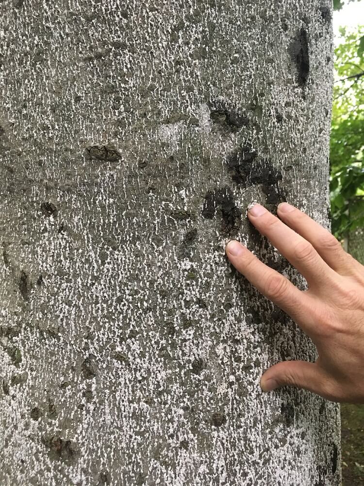 Tree showing signs of Beech Bark Disease (BBD)