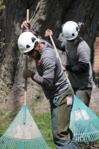 Two arborists sweeping in backyard after tree care job