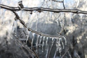 Thick ice accretion can add a considerable amount of weight to the branches of a tree.