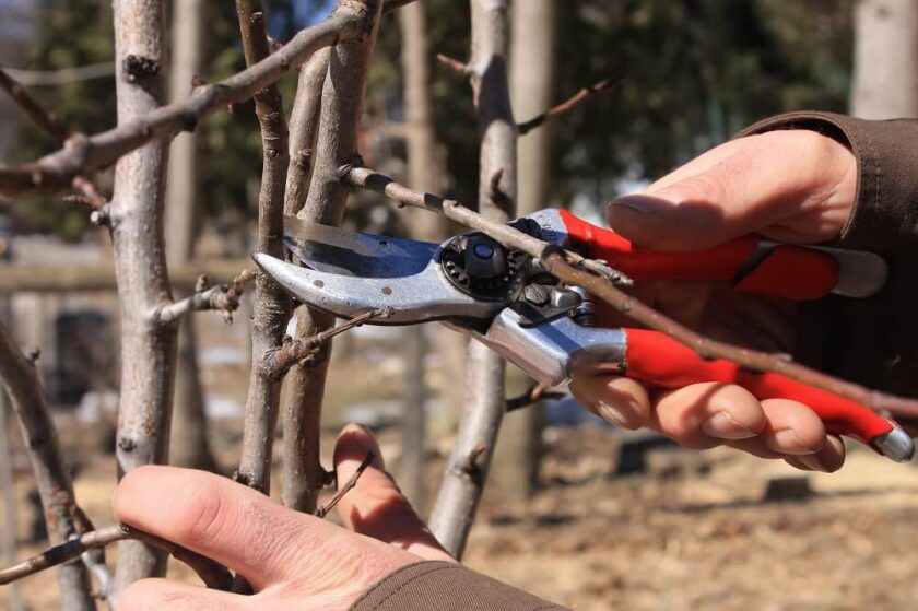 Life of an Urban Tree #3 - Small Tree Structural Pruning | Baum Tree Care