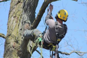 Arborist climbing tree doing pruning work with harness and safety equipment