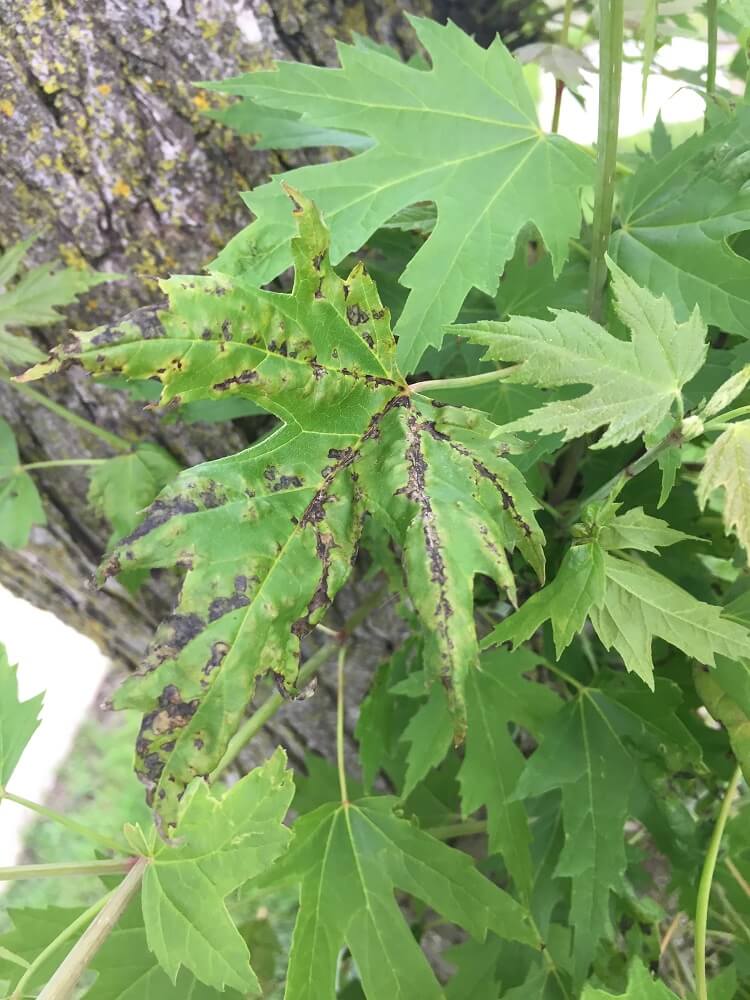 Silver maple leaf with signs of anthracnose