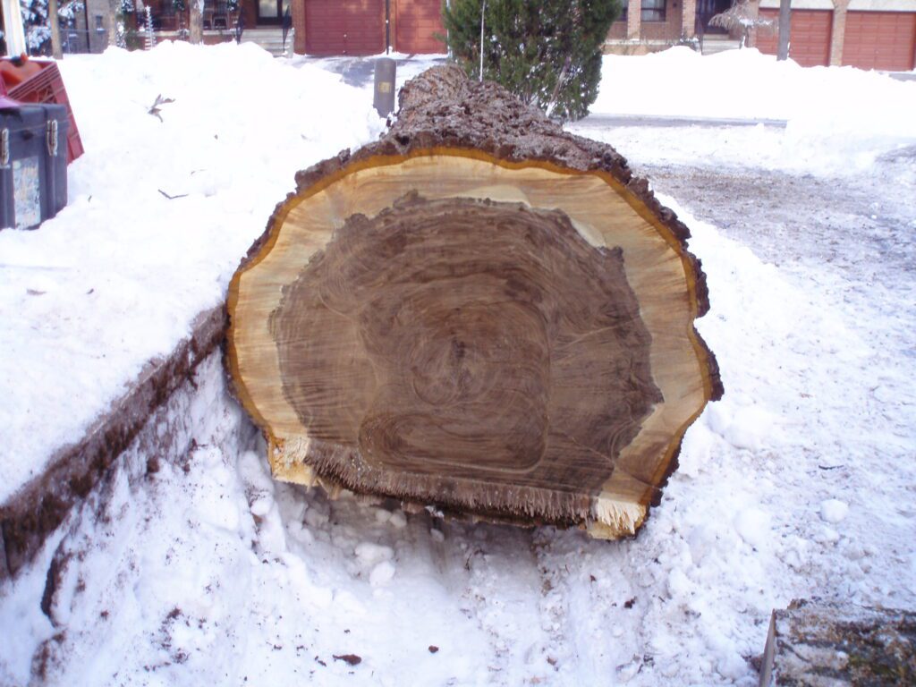 Cross-section of trunk on display during winter tree removal