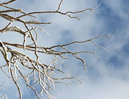Prepping trees for winter with Baum Tree Care