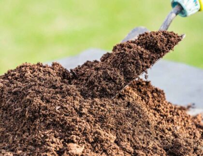 Assessing and improving soil quality for tree health with Baum Tree Care