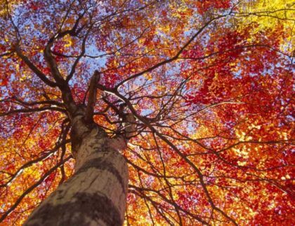 Preparing Your Trees for Fall with Baum Tree Care Services