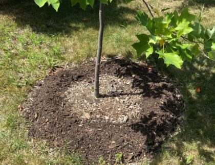 The Role of Mulching in Tree Health
