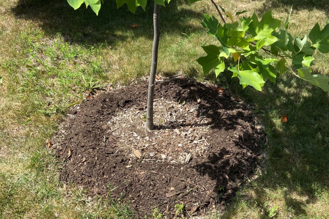 The Role of Mulching in Tree Health