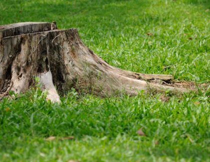Tree stump from removing a tree by yourself at home