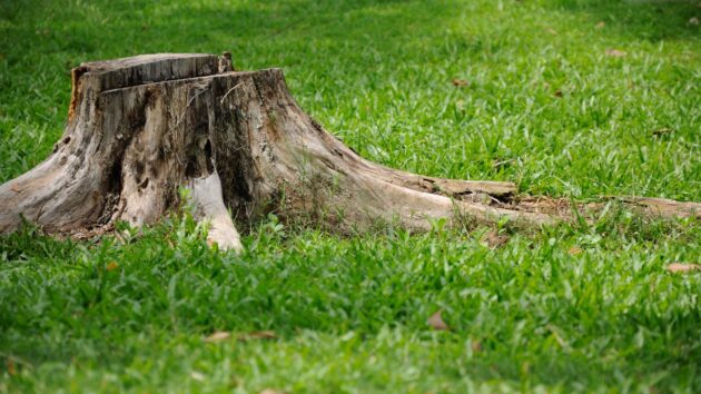 Tree stump from removing a tree by yourself at home